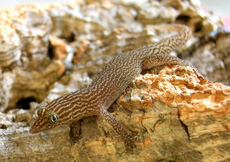 Sphaerodactylus elegans (Female)