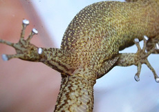 Sphaerodactylus elegans (Female ventral)