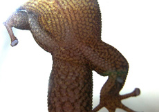 Sphaerodactylus elegans (Male ventral)