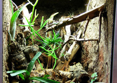 Sphaerodactylus elegans (Terrarium)