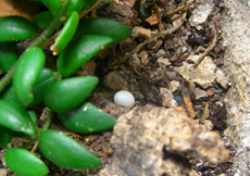 Sphaerodactylus macrolepis guarionex (Egg)