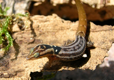 Sphaerodactylus macrolepis guarionex (Female)