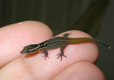 Sphaerodactylus macrolepis guarionex (Juvenile)