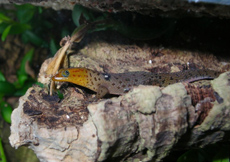 Sphaerodactylus macrolepis guarionex (Male)