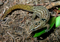 Sphaerodactylus macrolepis mimetes (Female)