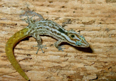 Sphaerodactylus macrolepis ssp. blue eyes(Female)