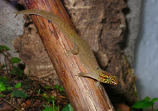 Sphaerodactylus macrolepis ssp. blue eyes (Male)