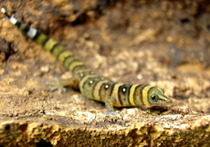 Sphaerodactylus nigropunctatus granti (Female)