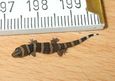Sphaerodactylus nigropunctatus granti (Hatchling)