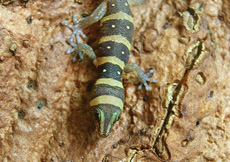 Sphaerodactylus nigropunctatus ssp. (Hatchling)