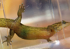 Sphaerodactylus notatus (Female ventral)