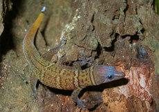 Sphaerodactylus scaber (Female)