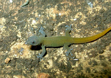 Sphaerodactylus siboney (Hatchling)