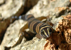 Sphaerodactylus torrei (Female)