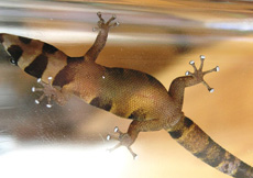 Sphaerodactylus torrei (Female ventral)