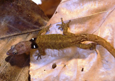 Sphaerodactylus vincenti (Male)