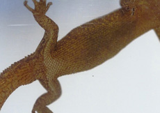 Sphaerodactylus vincenti (Male ventral)