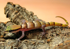 Tropiocolotes persicus euphorbiacola