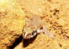 Tropiocolotes tripolitanus
