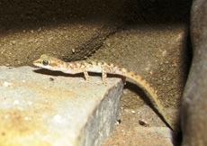 Tropiocolotes steudneri (Female)