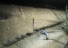 Tropiocolotes steudneri (Group)