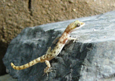 Tropiocolotes steudneri (Male)